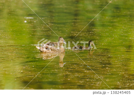 Calm pond scene featuring a mother duck swimming with her ducklings in lush green surroundings Calm pond scene featuring a mother duck swimming with her ducklings in lush green surroundings 138245405