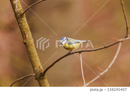 Bright blue and yellow bird perched on a branch in a serene autumn forest scene Bright blue and yellow bird perched on a branch in a serene autumn forest scene 138245407