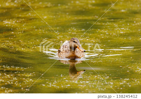 Duck gliding gracefully through a shimmering green pond during a sunny afternoon in nature 138245412
