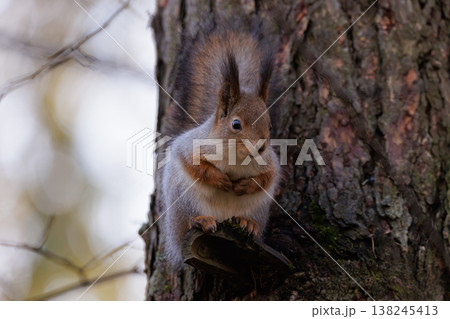 Squirrel perched on a tree branch, surrounded by autumn leaves in a serene forest setting at dawn Squirrel perched on a tree branch, surrounded by autumn leaves in a serene forest setting at dawn 138245413