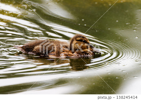 Young duckling gliding peacefully on a calm pond amid gentle ripples and reflections of nature 138245414