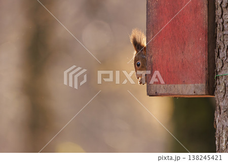 Curious squirrel peeks from wooden feeder in tranquil forest at golden hour Curious squirrel peeks from wooden feeder in tranquil forest at golden hour 138245421