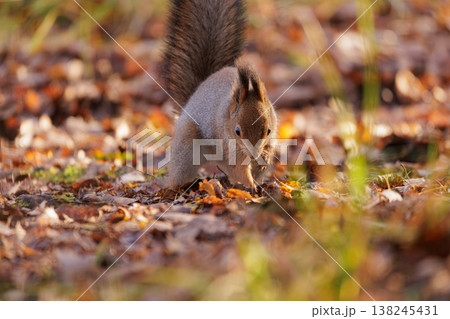 Squirrel foraging for acorns among colorful autumn leaves in a serene forest setting Squirrel foraging for acorns among colorful autumn leaves in a serene forest setting 138245431