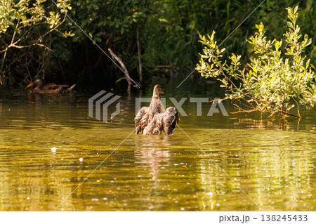 Ducks enjoying a sunny day in a tranquil pond surrounded by lush greenery and serene waters Ducks enjoying a sunny day in a tranquil pond surrounded by lush greenery and serene waters 138245433