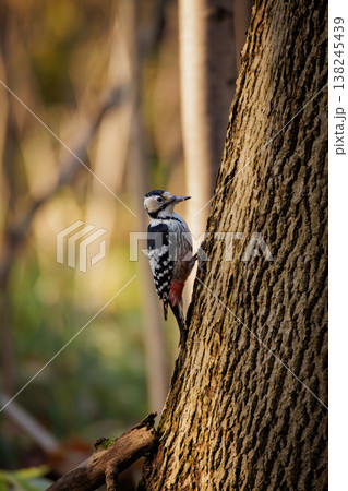 Colorful woodpecker climbing a textured tree in a serene forest during the early morning light 138245439
