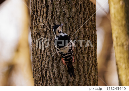 Brightly colored woodpecker explores rough bark on a sunny afternoon in the heart of the forest 138245440