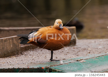 Majestic duck resting by the water's edge during a calm autumn afternoon 138245443
