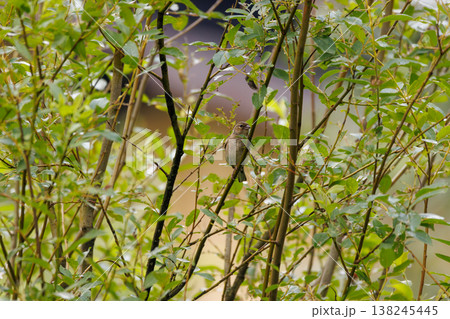 Charming bird resting among lush green branches near a tranquil waterway in the soft light of a sunny afternoon 138245445