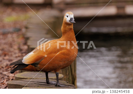 Vibrant orange duck stands gracefully near a tranquil pond surrounded by autumn leaves Vibrant orange duck stands gracefully near a tranquil pond surrounded by autumn leaves 138245458