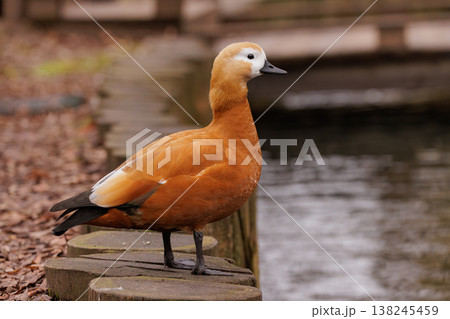Elegant orange duck standing near a serene pond surrounded by fallen leaves in a tranquil setting Elegant orange duck standing near a serene pond surrounded by fallen leaves in a tranquil setting 138245459