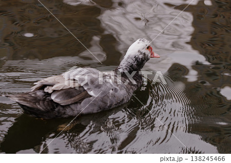 Unique muscovy duck elegantly swims in tranquil waters under a soft afternoon light Unique muscovy duck elegantly swims in tranquil waters under a soft afternoon light 138245466