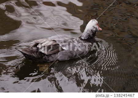 Muscovy duck gliding gracefully across tranquil water during a serene afternoon in a peaceful pond 138245467