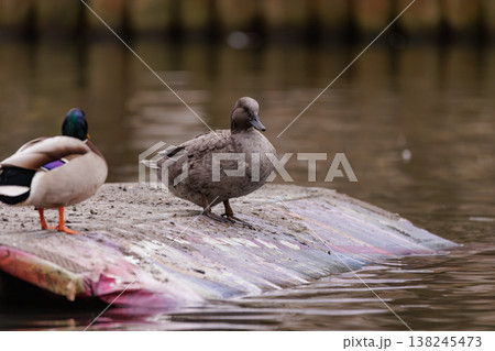 Ducks resting on a colorful platform by the tranquil water in a serene natural setting during afternoon light Ducks resting on a colorful platform by the tranquil water in a serene natural setting during afternoon light 138245473
