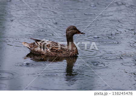 Ducks gracefully gliding on rippling water during a rainy afternoon in a serene park setting Ducks gracefully gliding on rippling water during a rainy afternoon in a serene park setting 138245476