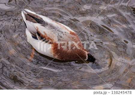 Diving duck explores the shimmering water, searching for tasty morsels during a tranquil afternoon 138245478