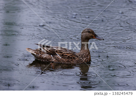 Calm duck gliding through rippling water under a gentle rain at a serene lakeside setting 138245479
