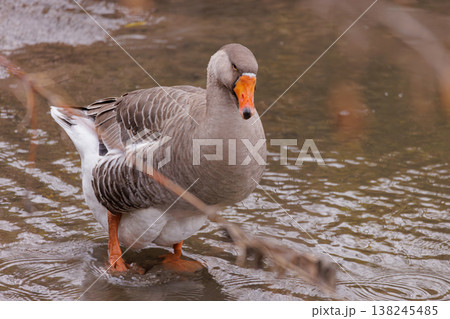 Graceful waterfowl wades through shimmering stream in tranquil natural setting Graceful waterfowl wades through shimmering stream in tranquil natural setting 138245485