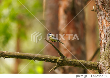 Small bird perched on a branch in a lush green forest, enjoying a sunny day in nature's tranquility Small bird perched on a branch in a lush green forest, enjoying a sunny day in nature's tranquility 138245489
