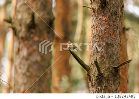 Bird perched on tree trunk in a tranquil forest setting under soft sunlight Bird perched on tree trunk in a tranquil forest setting under soft sunlight 138245495
