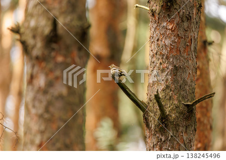 Colorful bird perched on a pine tree branch in a serene forest during a sunny day 138245496