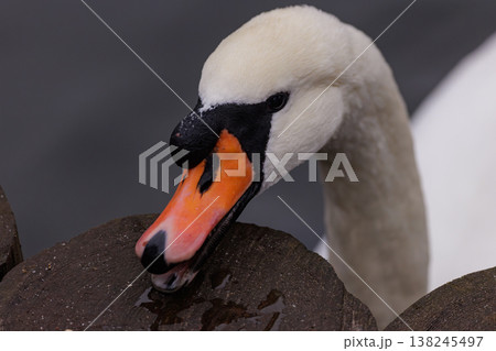 Elegant swan gliding gracefully near wooden dock at sunset, showcasing vibrant colors and serene beauty Elegant swan gliding gracefully near wooden dock at sunset, showcasing vibrant colors and serene beauty 138245497
