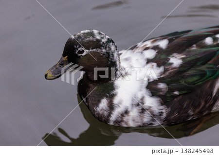 Beautiful duck gliding gracefully on calm water surface in a serene pond during a peaceful afternoon 138245498