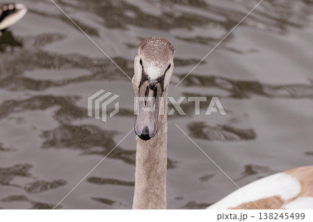 Graceful swan portrait captured near tranquil waters in a serene setting at dusk Graceful swan portrait captured near tranquil waters in a serene setting at dusk 138245499