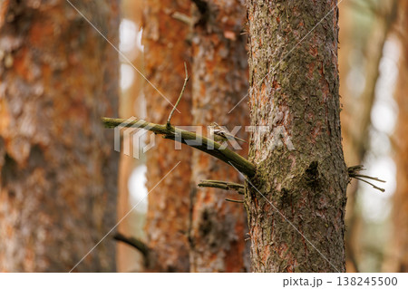 Quiet moments in a forest with a small bird perched on a branch surrounded by tall trees Quiet moments in a forest with a small bird perched on a branch surrounded by tall trees 138245500