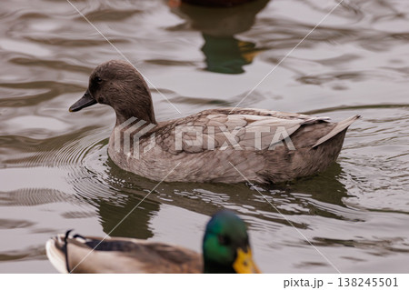 Duck gliding smoothly across calm water on a soft, cloudy afternoon in the serene park pond 138245501