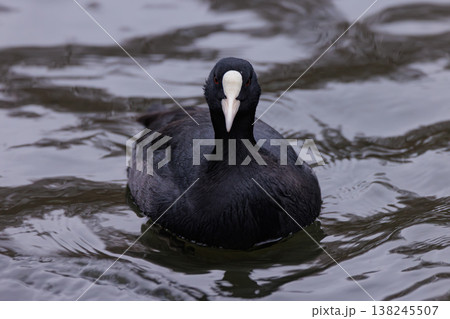 Elegant coot gracefully swimming in tranquil waters at sunset 138245507