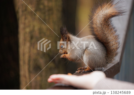 Squirrel nibbling on a nut while perched on a wooden railing in a serene forest setting Squirrel nibbling on a nut while perched on a wooden railing in a serene forest setting 138245689