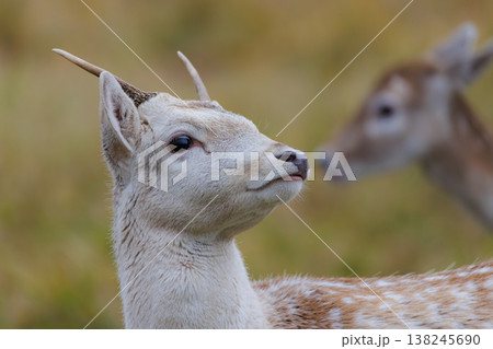 Soft gaze of a young deer in a serene meadow during the golden hours of twilight 138245690