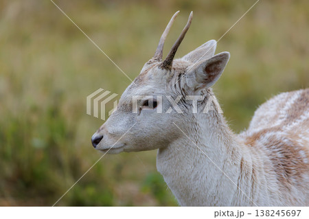 Graceful deer in a serene grassy landscape during the morning light Graceful deer in a serene grassy landscape during the morning light 138245697