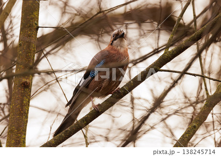Colorful jay perched on a branch amidst thin winter branches in a quiet forest Colorful jay perched on a branch amidst thin winter branches in a quiet forest 138245714