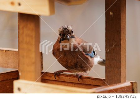 Bird observing from wooden perch in a tranquil garden setting during golden hour light Bird observing from wooden perch in a tranquil garden setting during golden hour light 138245715