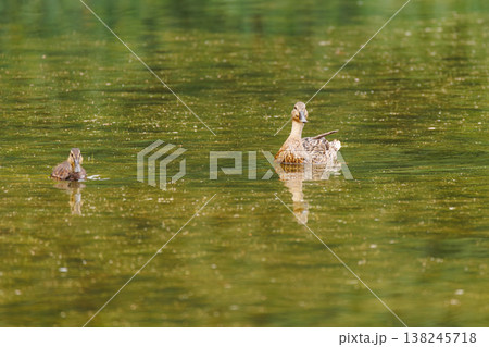 Ducks swimming peacefully in a serene pond surrounded by lush greenery during a sunny afternoon 138245718