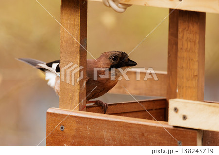 Colorful bird exploring a wooden feeder in a quiet garden during soft morning light Colorful bird exploring a wooden feeder in a quiet garden during soft morning light 138245719