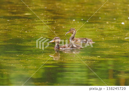 Baby ducks swim gracefully in a serene pond surrounded by lush green nature during a sunny day 138245720