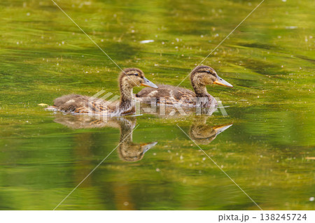 Two ducklings paddling gracefully in a serene pond surrounded by lush greenery on a sunny day Two ducklings paddling gracefully in a serene pond surrounded by lush greenery on a sunny day 138245724
