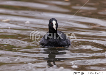Black water bird gracefully gliding across rippling pond waters at dawn 138245733