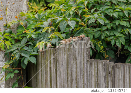 Charming sparrows perched on a wooden fence surrounded by lush green leaves in a garden setting Charming sparrows perched on a wooden fence surrounded by lush green leaves in a garden setting 138245734