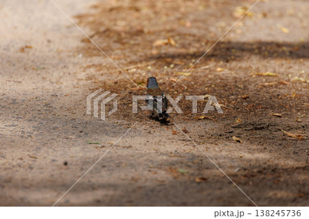 Bird walking along a sunlit path surrounded by fallen leaves in a tranquil setting 138245736