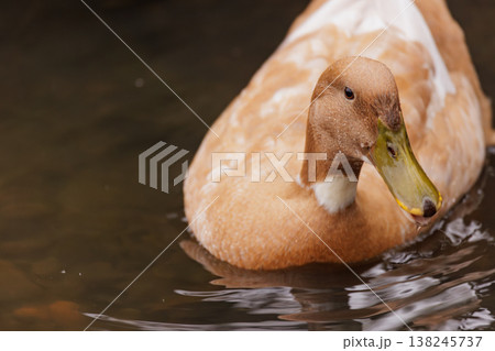 Beautiful brown duck gliding gracefully across a tranquil pond at sunset surrounded by nature's calm Beautiful brown duck gliding gracefully across a tranquil pond at sunset surrounded by nature's calm 138245737