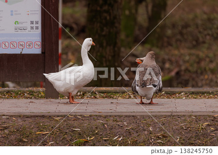 Two geese converse in a tranquil park setting during a crisp autumn afternoon Two geese converse in a tranquil park setting during a crisp autumn afternoon 138245750