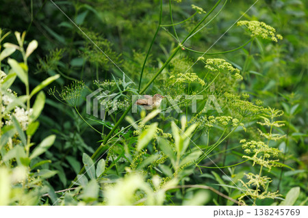 Small bird perched on lush green plants in a serene garden during the warm afternoon light Small bird perched on lush green plants in a serene garden during the warm afternoon light 138245769