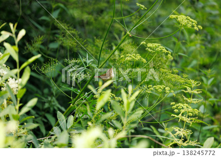 Vibrant bird resting among delicate green foliage in a serene natural setting at midday 138245772