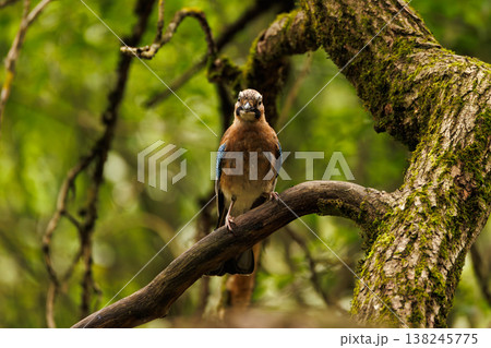 Colorful jay perched on a mossy branch in a vibrant forest at midday 138245775