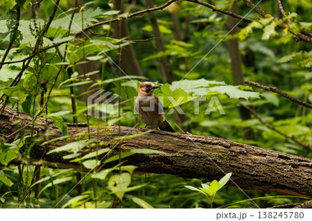 Colorful jay perched on a fallen log amidst the lush green forest in summer sunlight 138245780