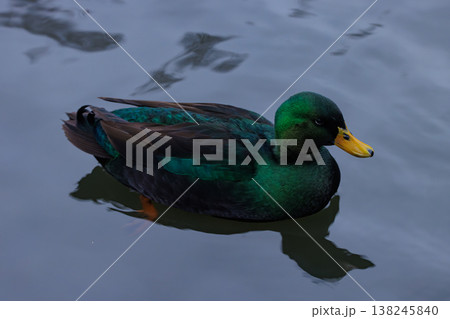 Bright green duck gliding gracefully over calm water in the early morning light 138245840