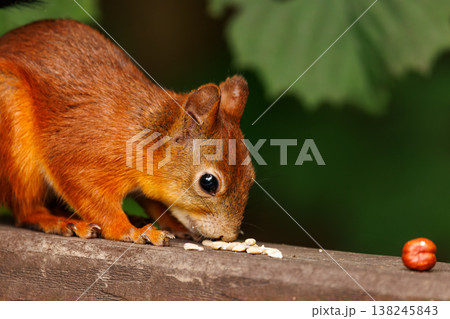 Squirrel enjoying a meal, showcasing nature's vibrant colors and playful behavior in a tranquil forest setting 138245843